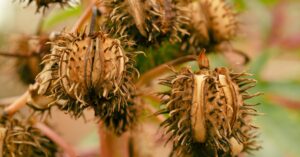 Castor Oil Pack – Natural Healing for Your Body and Mind